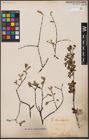 Foto von Salix aurita L.